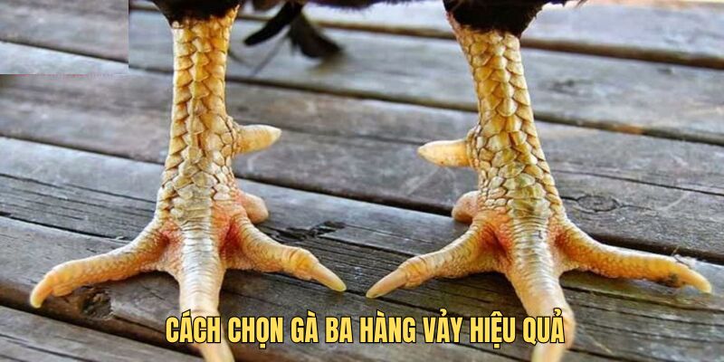 Cách chọn gà có ba vảy chất lượng nhất